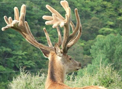 the-amazing-health-benefits-of-deer-antler-velvet