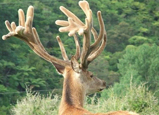 velvet antler