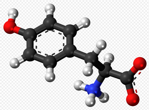 L-Tyrosine