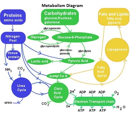 Metabolism